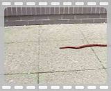 worm render and composite